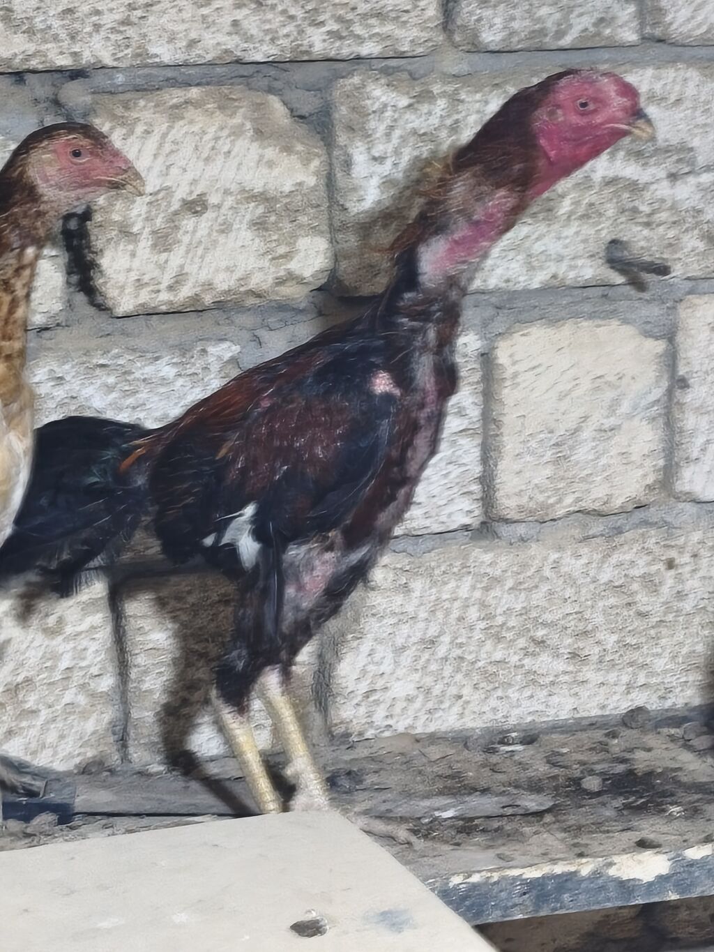 Toyuq cücələri, Damazlıq — Heyvanlar, Masazır (2)