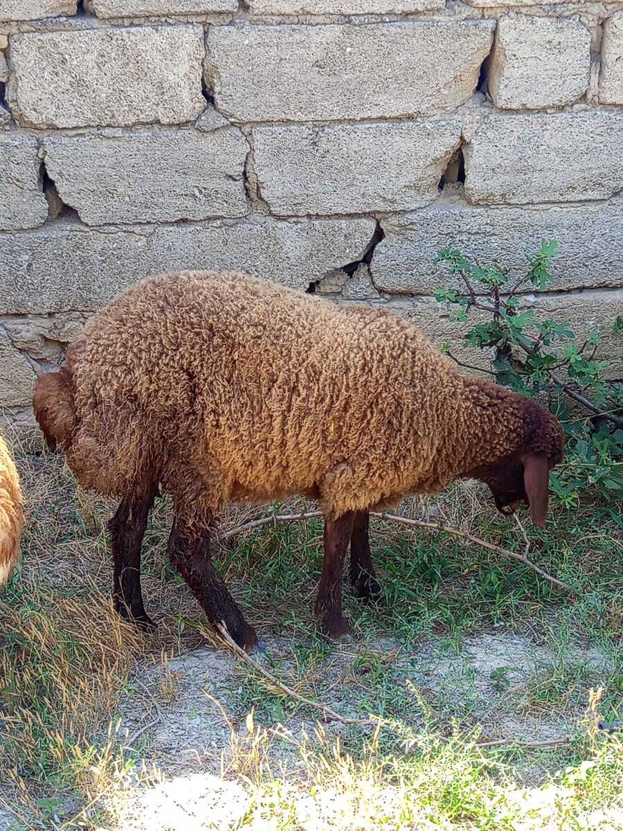 4 aylıq dişi quzu — Kənd təsərrüfatı heyvanları, Bakı (2)