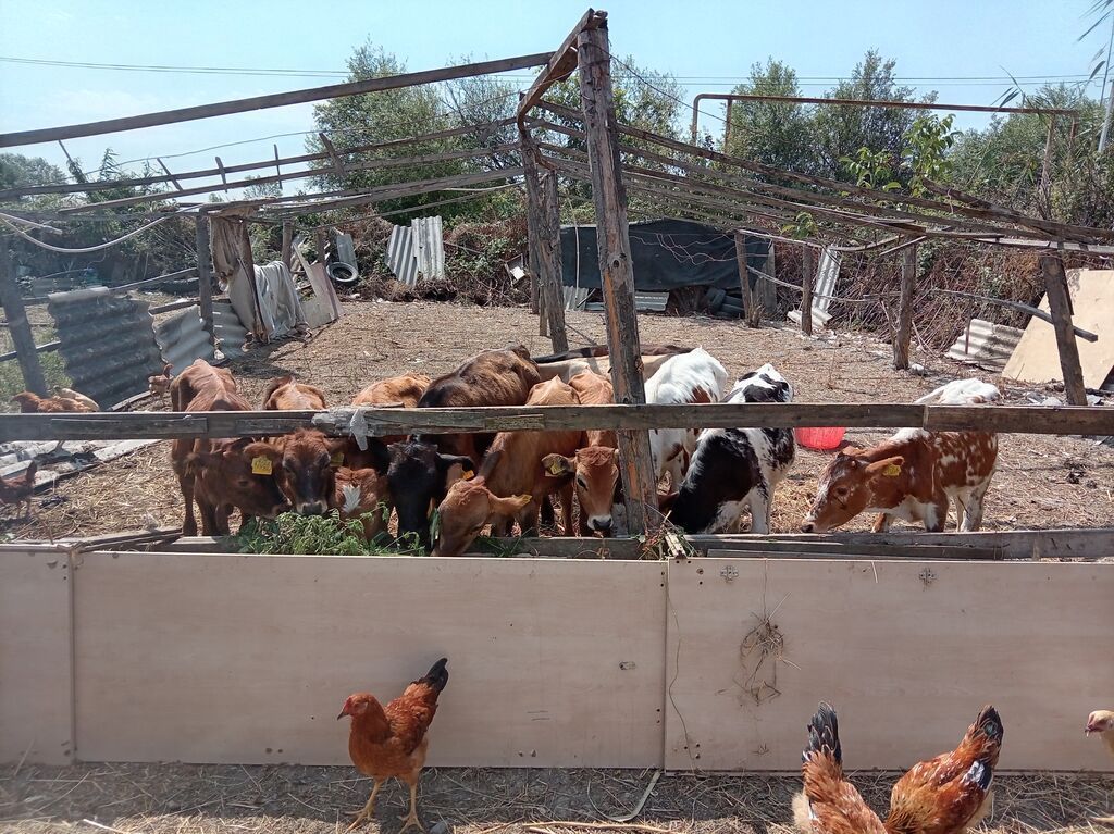 Dana, buzov, Erkək, ay: 3, 100 kq, Damazlıq, Ətlik, Pulsuz çatdırılma — Heyvanlar, Xaçmaz (4)