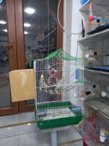 Korellalar — Quşlar