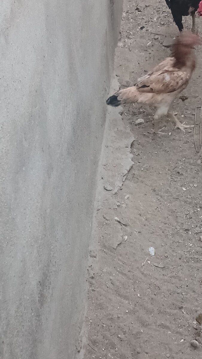 Fərə — Quşlar, Bakı (3)