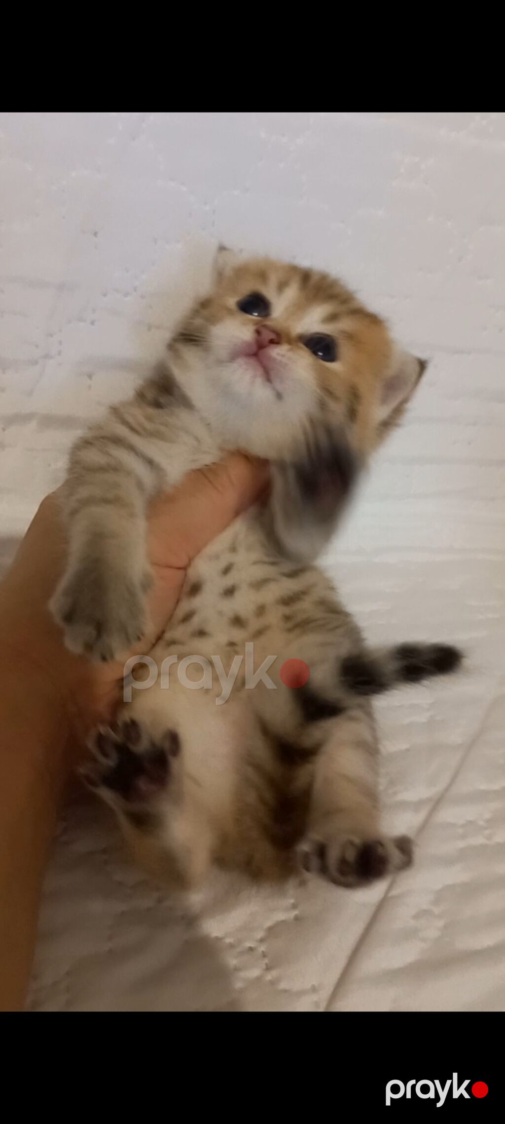 Qızıl şinşilla, Erkək, Yaxşı əllərə, Ünvandan götürmə — Pişiklər, Bakı (2)