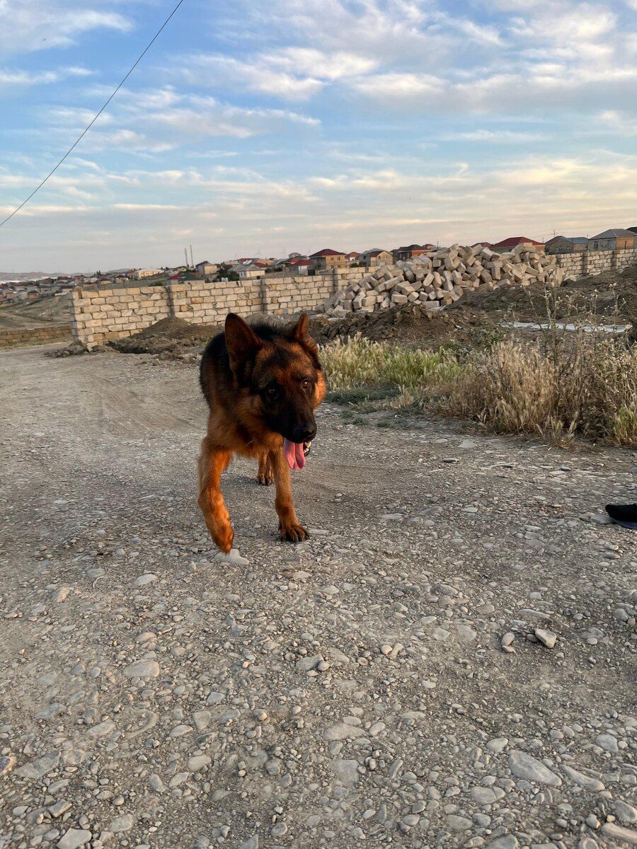 Alman ovçarkası — Heyvanlar, Bakı (3)