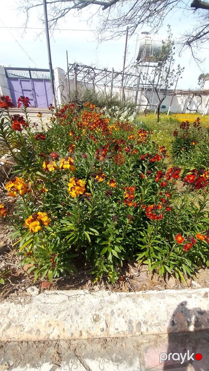 Satılır torpaq 24 sot — Torpaq, Bakı (7)