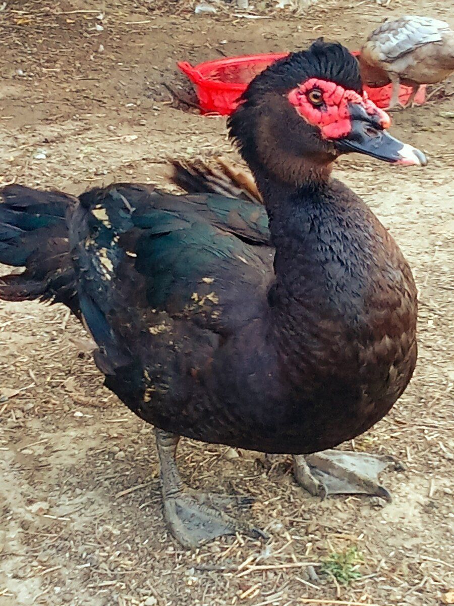 Zümrüd ördək — Quşlar, Bakı (2)