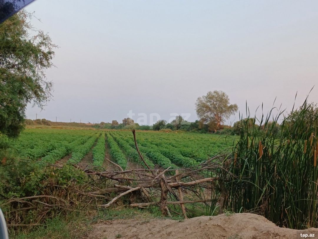 6500 sot torpaq sahəsi, Sabirabad r. — Torpaq, Sabirabad (5)