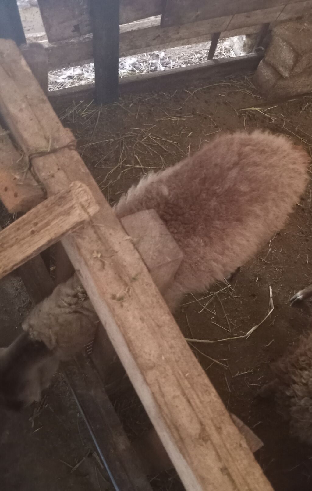 Mazazirda suber quzu 4 ayliq ot arba canavar kimi yeyir yemcil quzu — Heyvanlar, Masazır (2)