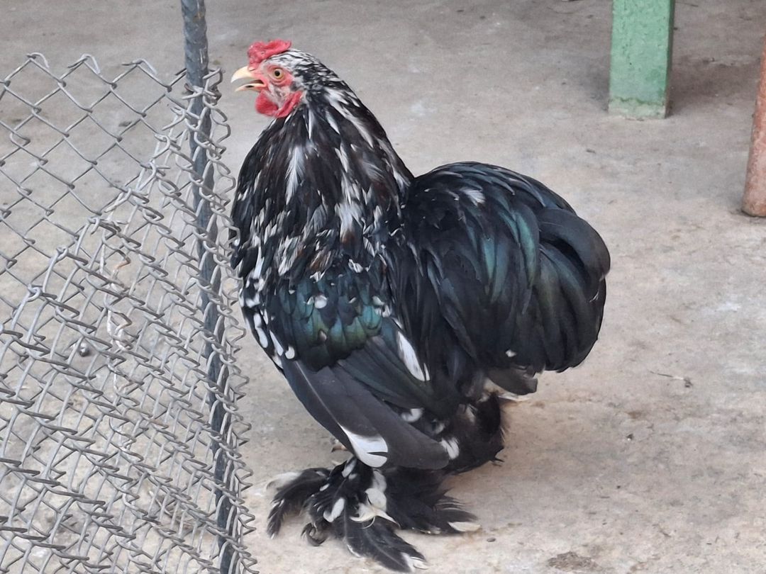 Mottled Koxin xoruzu — Quşlar, Gəncə (2)