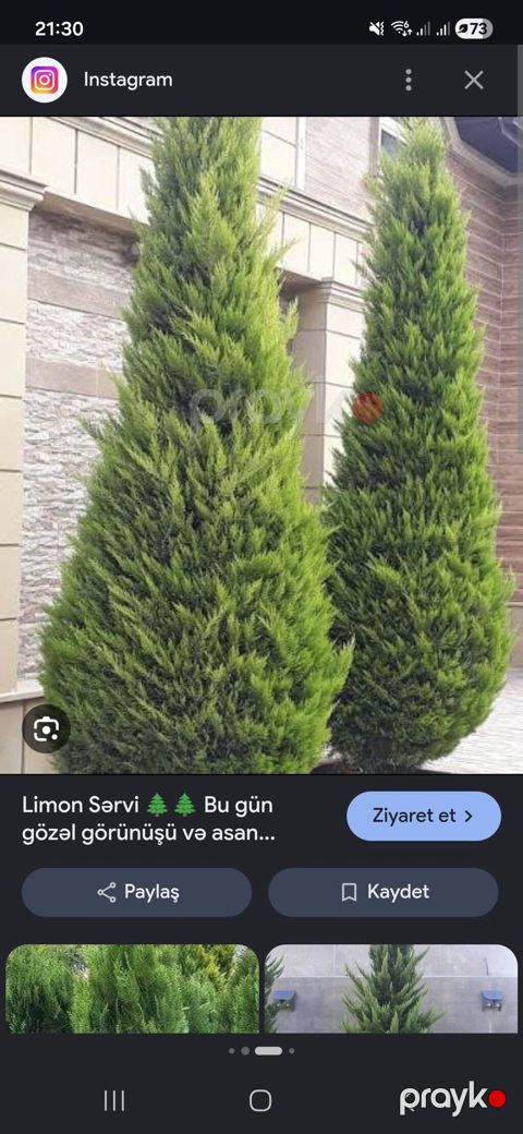 Limon sərvi (Cupressus macrocarpa ‘Goldcrest’) – dekorativ, piramida