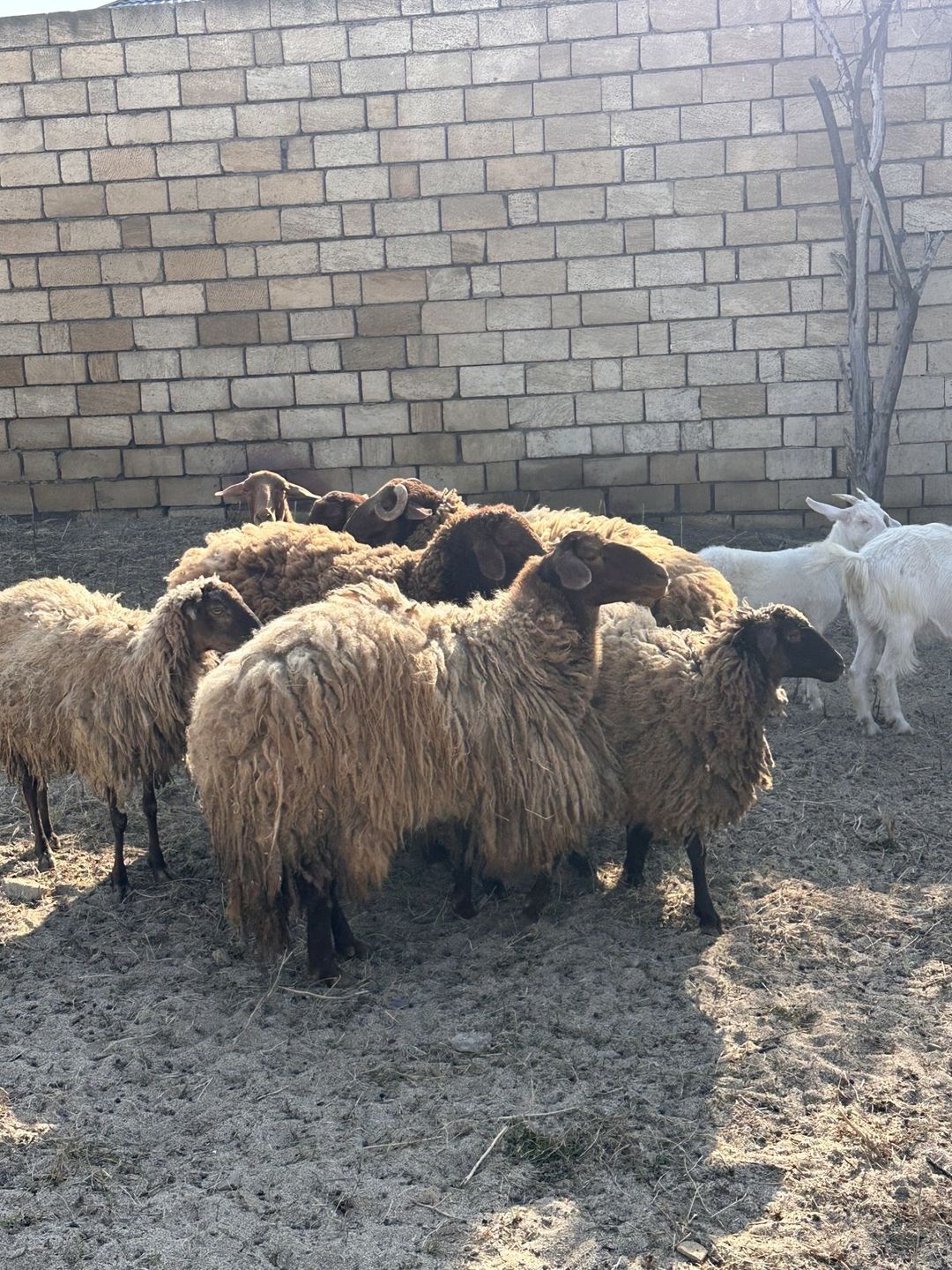 Qoyunlar — Kənd təsərrüfatı heyvanları, Bakı (3)