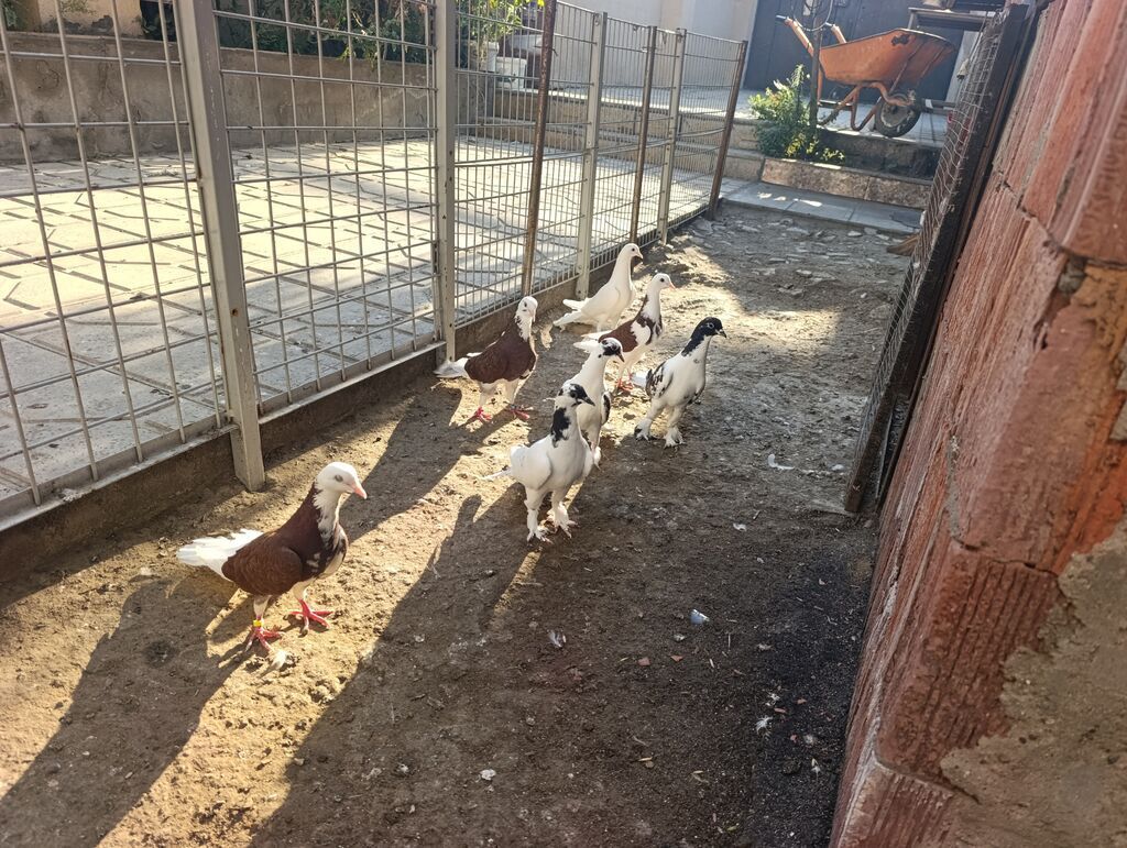 Məhsul: Göyərçinlər – fərqli rəng və naxışlarda dekorativ/oyunçu — Quşlar, Masazır (2)