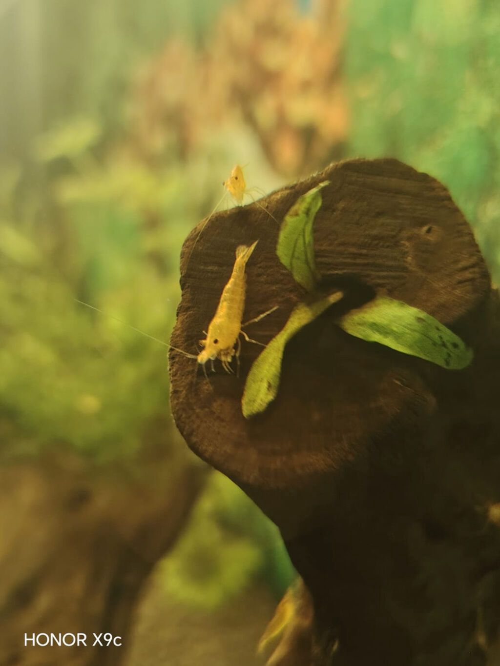 Sarı akvarium krevetləri (Neocaridina) – sakit və bitkili akvariumlar — Heyvanlar, Xırdalan (3)