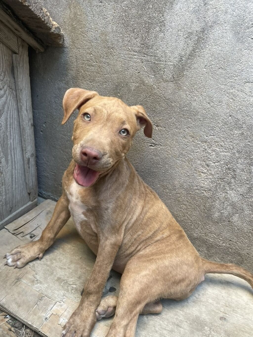 Pitbul, 2 ay, Dişi, Peyvəndli, Ödənişli çatdırılma — Heyvanlar, Qobu (2)