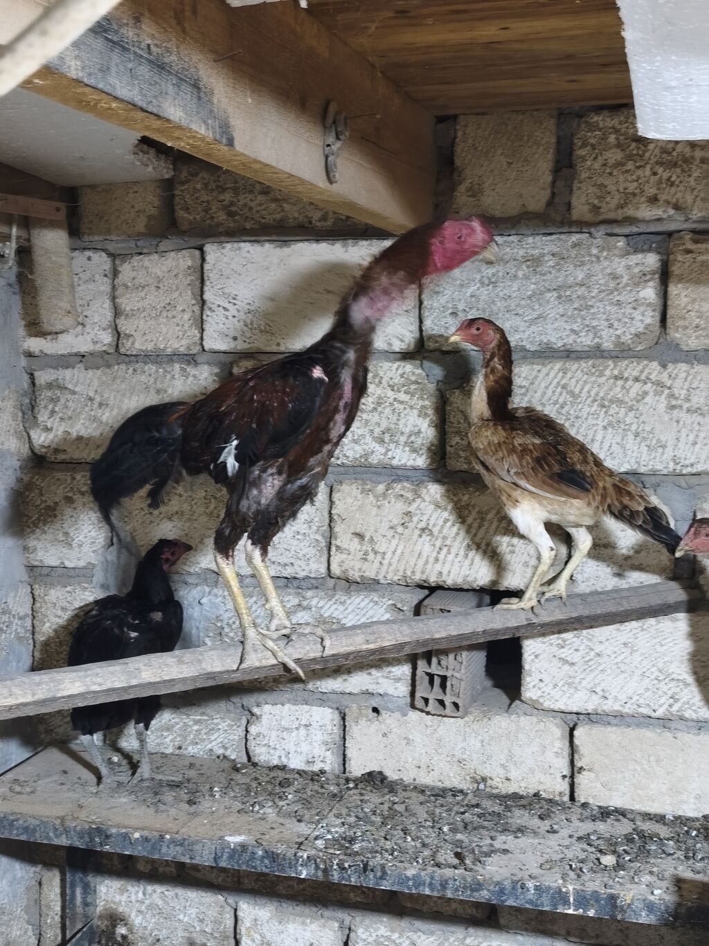 Toyuq cücələri, Damazlıq — Heyvanlar, Masazır (5)