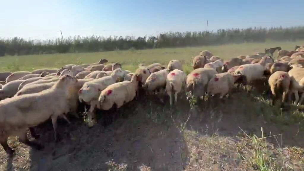 QOYUNMUZ. SATILIR. QİYMƏTİ. 370 AZN. ÜNVAN. TƏRTƏR. ƏLAQƏ. NÖMÜRƏ. 051 — Heyvanlar, Tərtər (6)