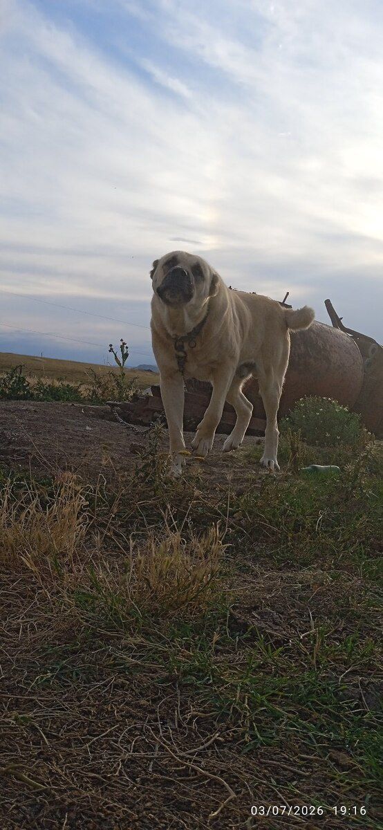 Çoban iti — Heyvanlar, Qazax (5)