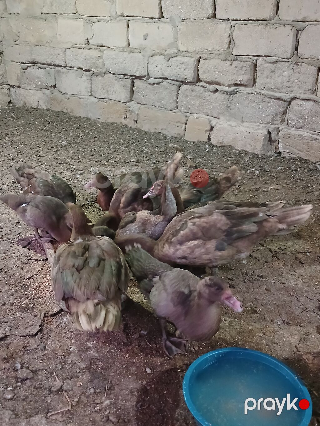 Erkək, | Lal ördək, Damazlıq, Ünvandan götürmə — Heyvanlar, Digah (7)