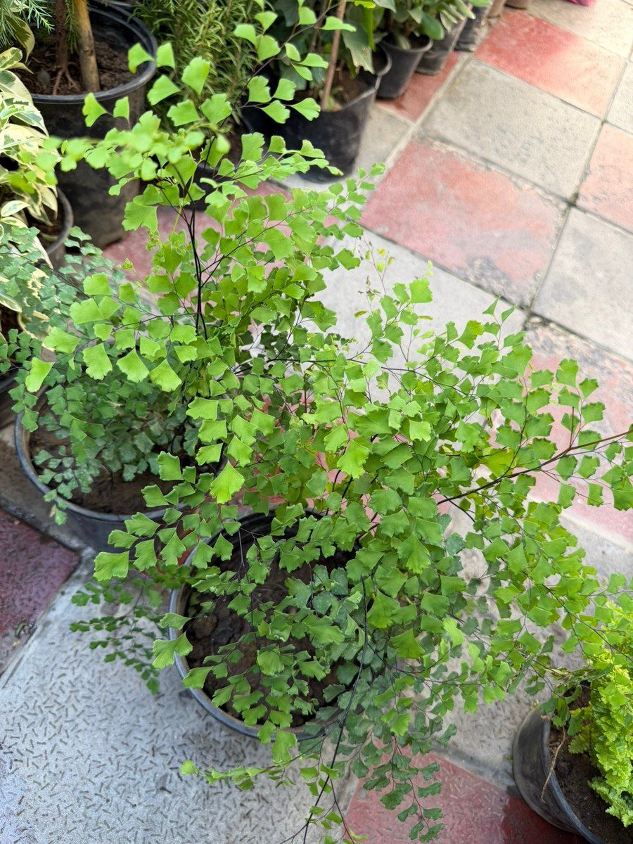 Adiantum — Bitkilər, Bakı (3)