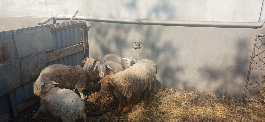 Qoyunlar — Heyvanlar, Şirvan (6)