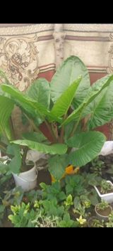 Böyük yarpaqlı dekorativ otaq/bağ bitkisi – Alokaziya (Elephant Ear) — Товары