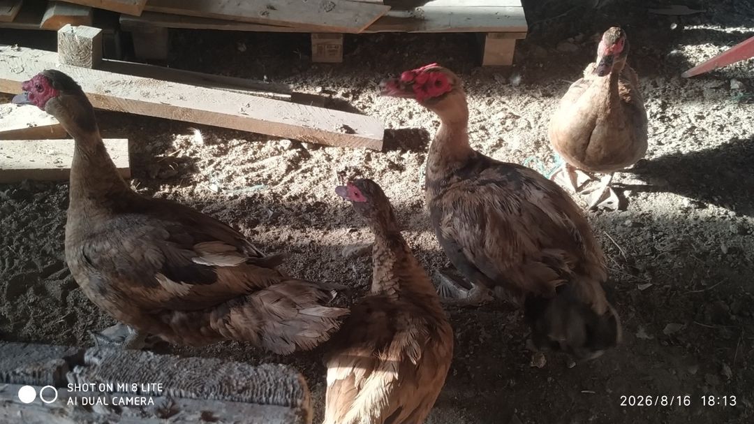 Lal ördəklər — Quşlar, Bakı (11)