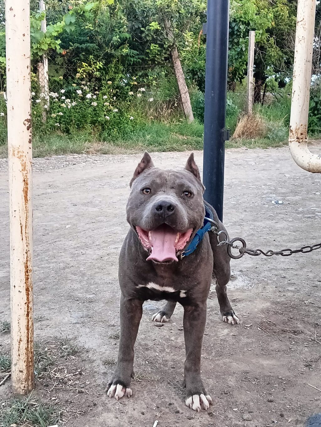 Pitbul, Erkək, Peyvəndli — Heyvanlar, Goranboy (4)