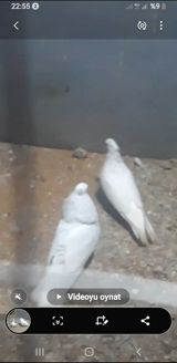 iran — Голуби