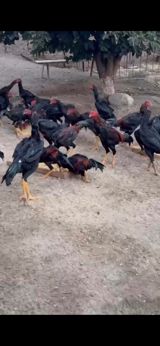 Toyuq, Damazlıq — Animals