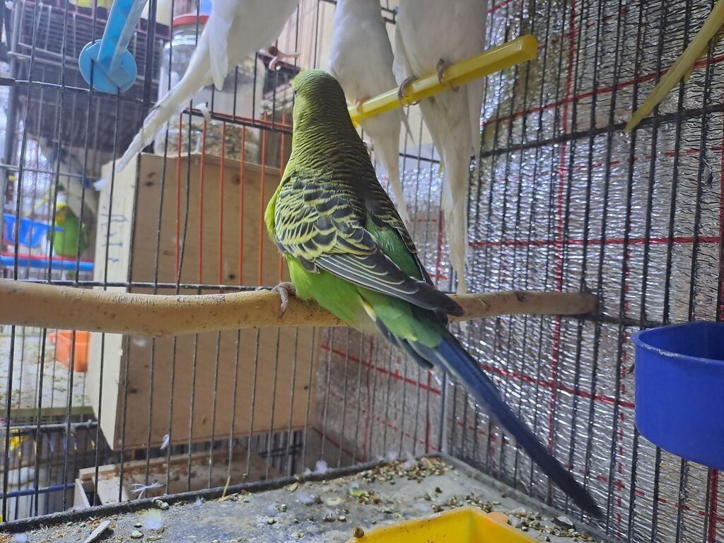 Salam erkey çexler cavan quslardi hazir erkeylerdi 7 8 eded olmalidi — Quşlar, Masazır (7)