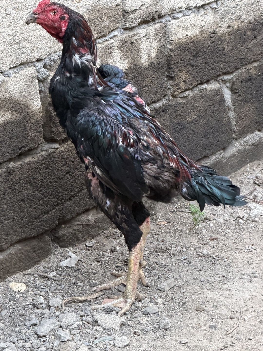 Heyratı — Quşlar, Bakı (3)