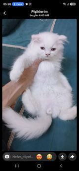 Şotland pişiyi — Animals