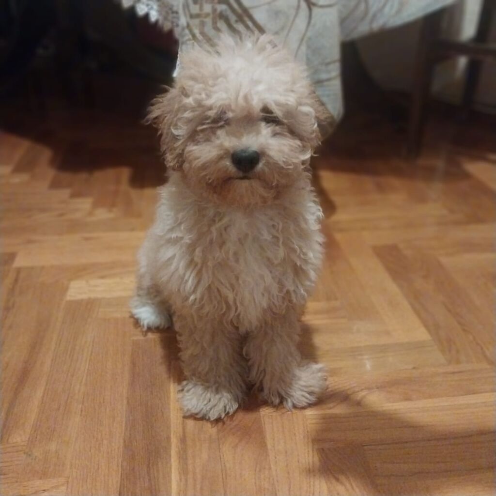 Pudel, 7 ay, Erkək, Sənədli, Ünvandan götürmə — Heyvanlar, Bakı