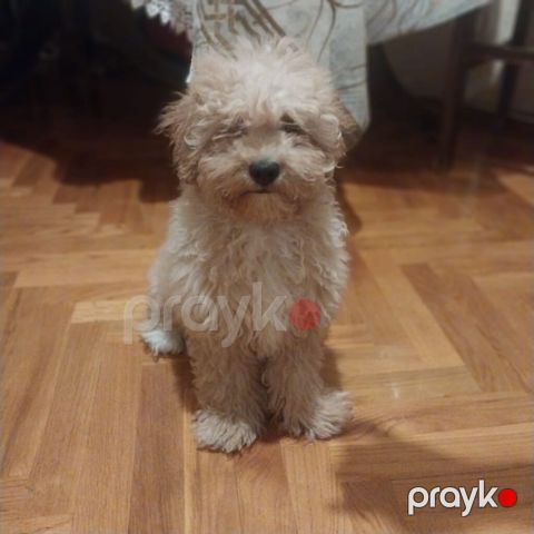 Pudel, 7 ay, Erkək, Sənədli, Ünvandan götürmə — Bakı