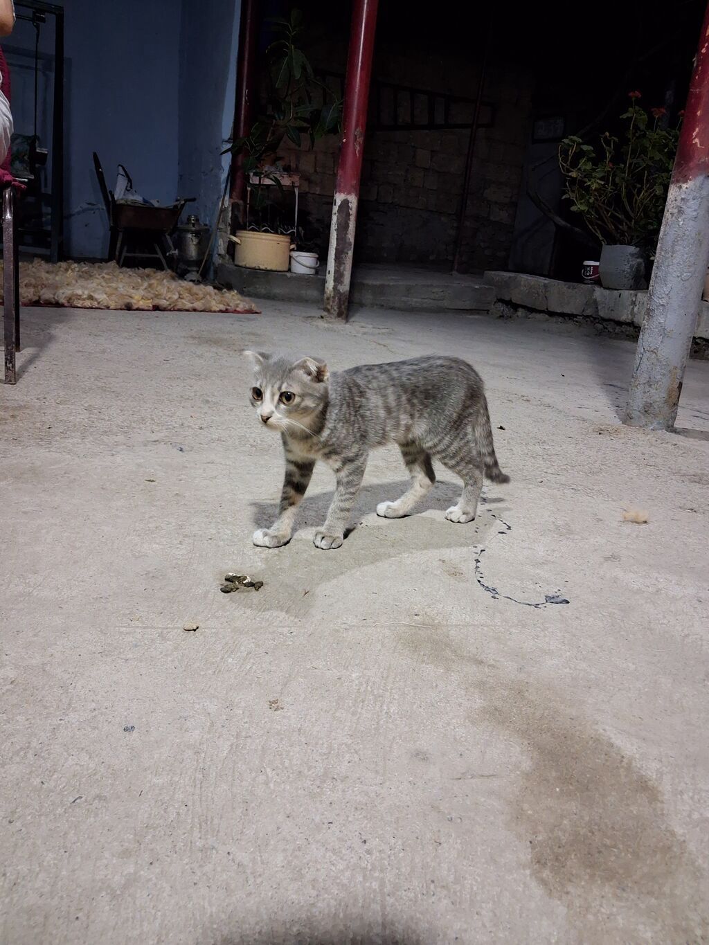 Tabbi, Erkək, Yaxşı əllərə — Pişiklər, Ucar (3)