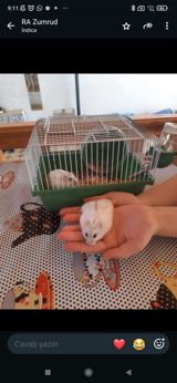 Hamster və qəfəs dəsti - Növ: xırda ev heyvanı (hamster), açıq — Gülər
