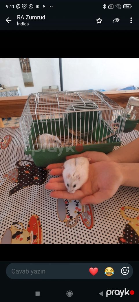 Hamster və qəfəs dəsti - Növ: xırda ev heyvanı (hamster), açıq — Gəncə