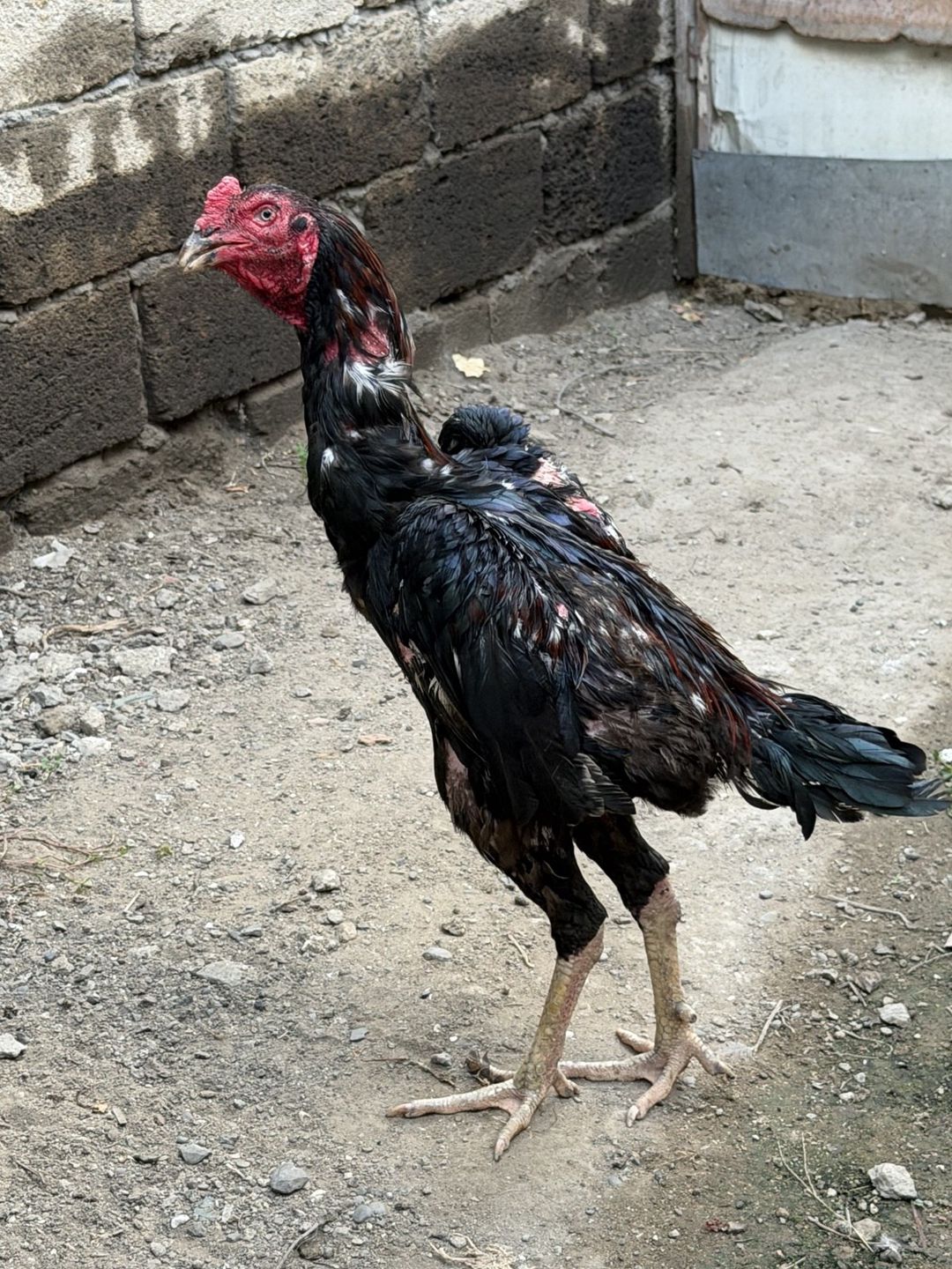 Heyratı — Quşlar, Bakı (8)