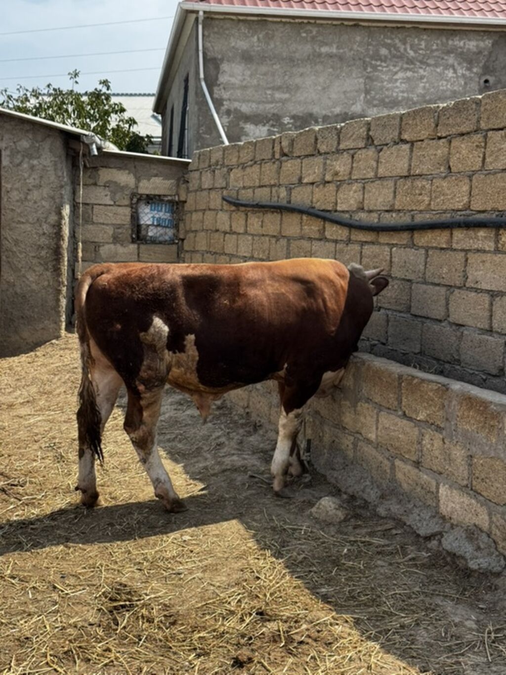 İki baş təmiz qan erkək simmental dana satılır. Böyüyünün 1 yaşı var — Heyvanlar, Sumqayıt (10)