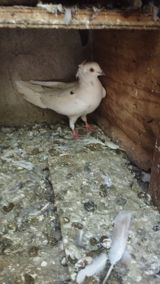 Ağ rəngli bəzəkli göyərçin - Rəng: əsasən ağ, bədəndə az sayda tünd — Animals