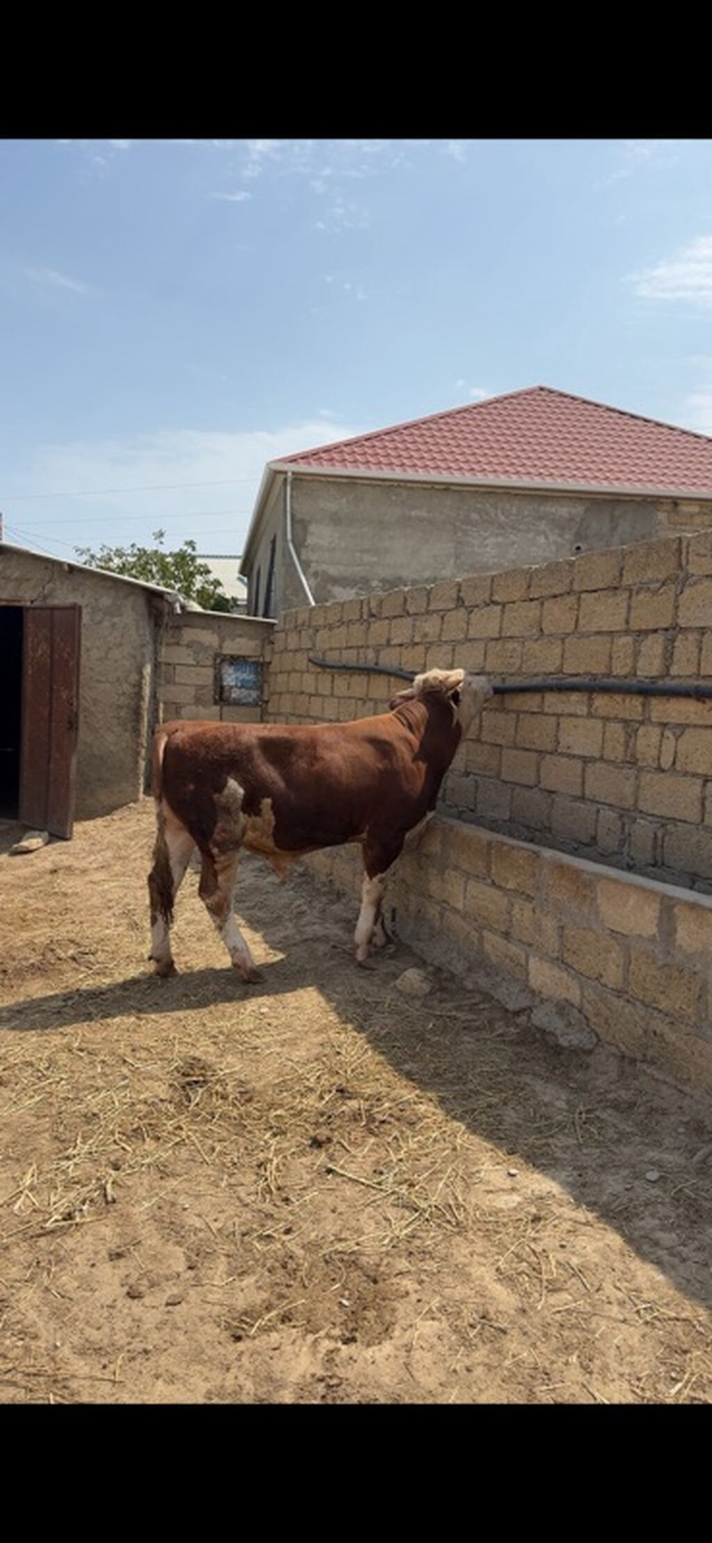 İki baş təmiz qan erkək simmental dana satılır. Böyüyünün 1 yaşı var — Heyvanlar, Sumqayıt (3)