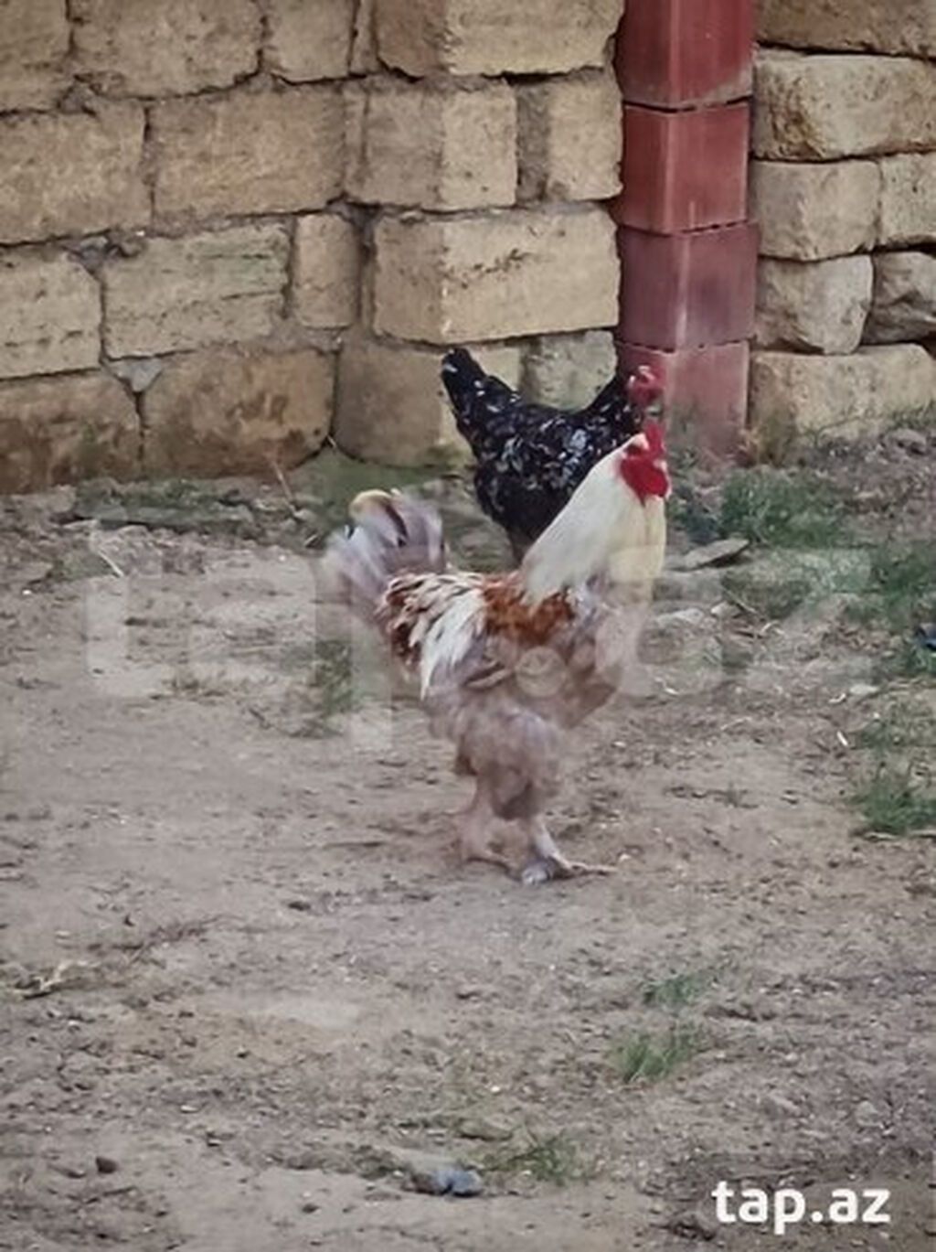Brama 8 aylıq sağlam heyvandi ciddi alıcılar narahat eləsin barterde — Heyvanlar, Sumqayıt (2)