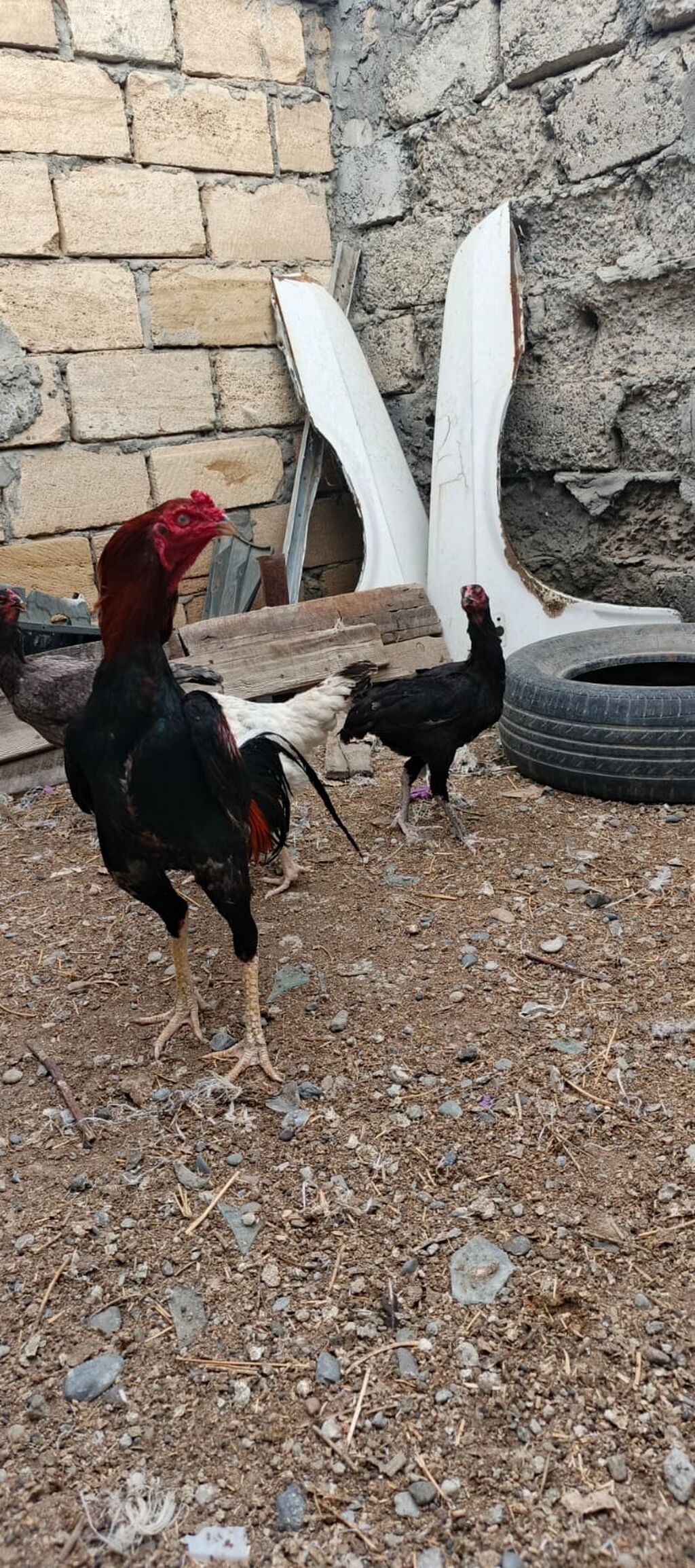 Heyrati xoruz fereler satilir hamisi. satilir .fereler 35 manatda — Heyvanlar, Mingəçevir (4)