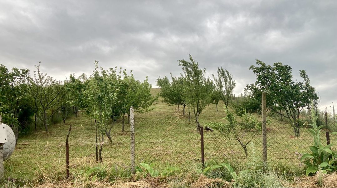 12 sot torpaq sahəsi, Şamaxı r. — Torpaq, Şamaxı (2)