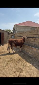 İki baş təmiz qan erkək simmental dana satılır. Böyüyünün 1 yaşı var — Məhəmməd