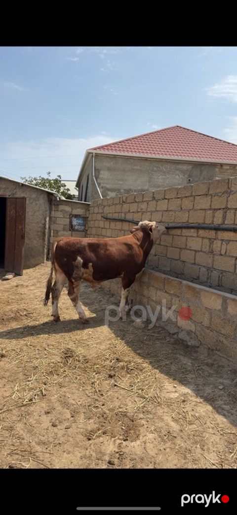 İki baş təmiz qan erkək simmental dana satılır. Böyüyünün 1 yaşı var