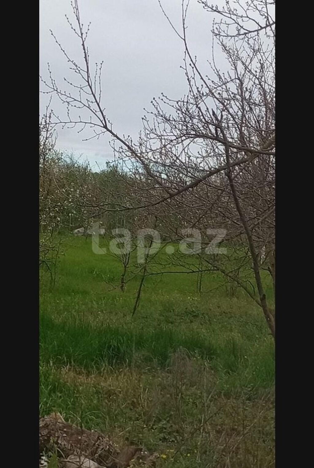 Kənd təsərrüfatı, Makler, Kupça (Çıxarış) — Torpaq, Xaçmaz (10)