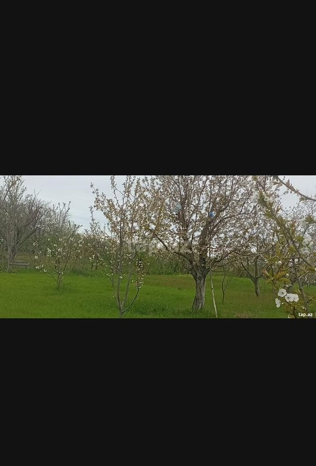 Kənd təsərrüfatı, Makler, Kupça (Çıxarış) — Torpaq, Xaçmaz (5)