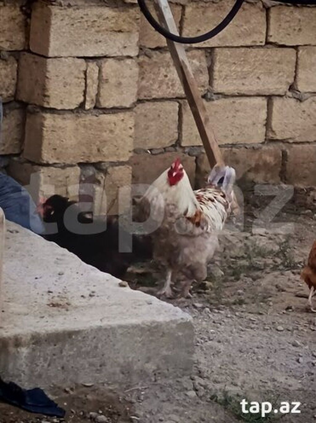 Brama 8 aylıq sağlam heyvandi ciddi alıcılar narahat eləsin barterde — Heyvanlar, Sumqayıt (3)