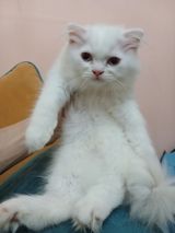 Şotland yastı qulaq, Erkək, Yaxşı əllərə, Ünvandan götürmə — Animals