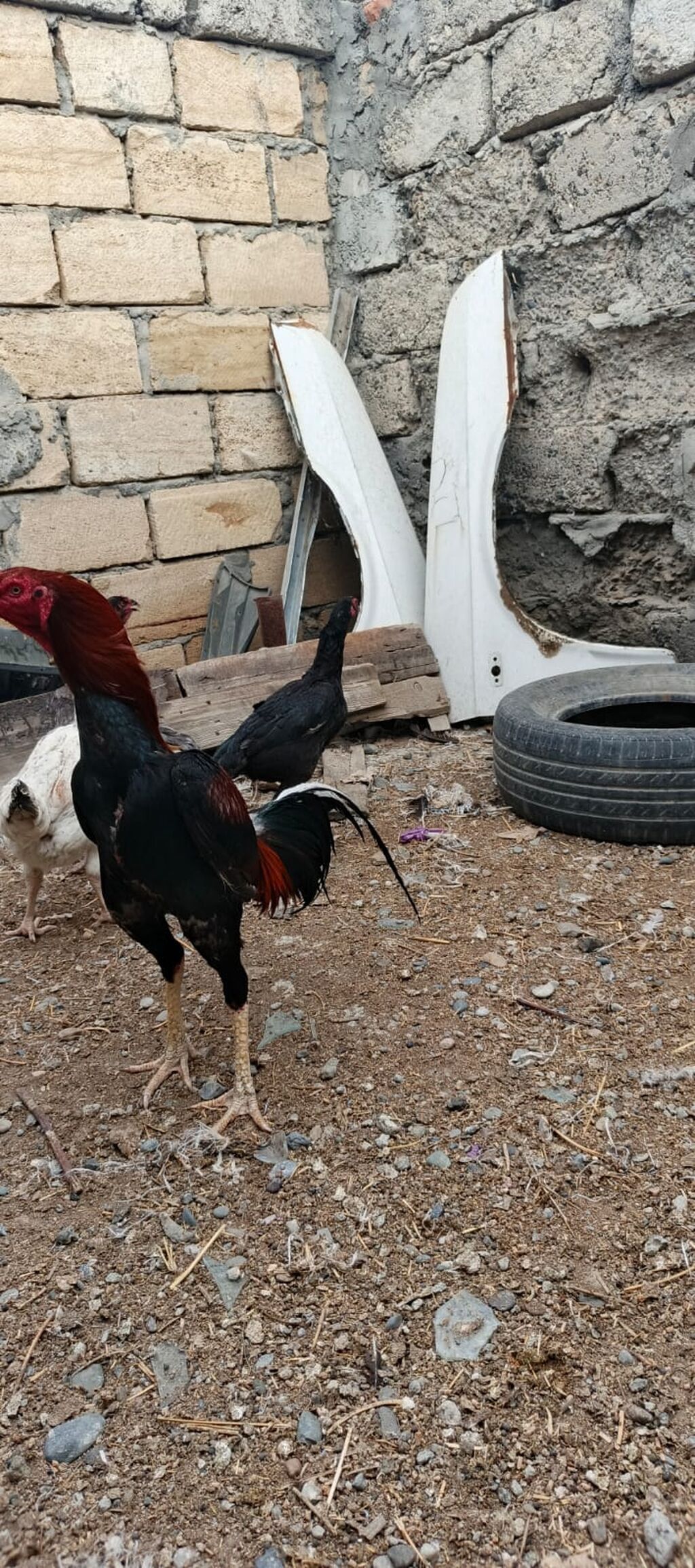 Heyrati xoruz fereler satilir hamisi. satilir .fereler 35 manatda — Heyvanlar, Mingəçevir (5)